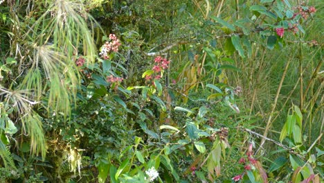 Yellow-bellied-bird-hoping-between-bushes-in-Costa-Rica