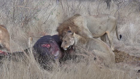 A-pride-of-lions,-male-and-females,-feeding-together-on-an-African-buffalo-kill