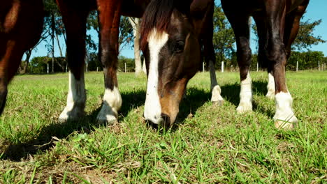 Fermale-horse-and-her-foal-grazing-in-a-pasture