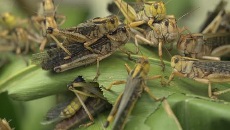 Group-of-grasshopper-couples-mating-on-green-leaf-in-forest-during-breeding-period