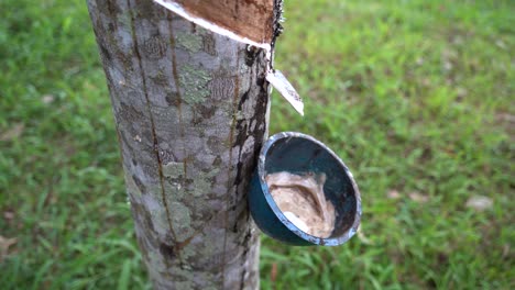 El-árbol-De-Caucho-Libera-Algo-De-Caucho-Líquido-En-Una-Plantación-Cerca-De-La-Ciudad-De-Banyuwangi-En-Java-Oriental,-Indonesia