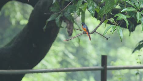 Un-Pájaro-Minivet-Naranja-Se-Sienta-En-Una-Rama-De-Un-árbol-De-Mango-Observando-Su-Entorno-Durante-La-Temporada-Del-Monzón-Antes-De-Volar-En-Busca-De-Presas-En-Los-Ghats-Occidentales-De-La-India