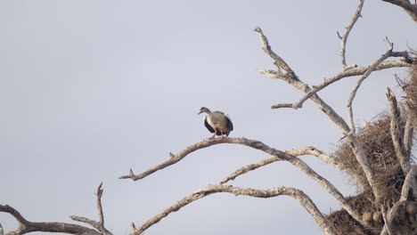 Cape-Gannet-Bird-on-Brunch-Above-Nest-Flying-Away
