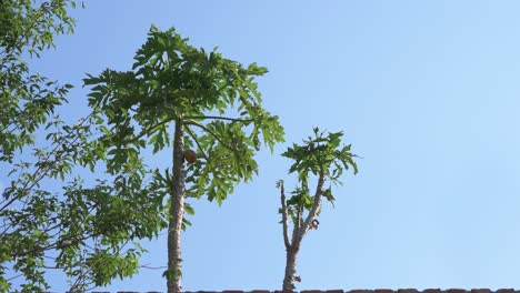 Tall-papaya-tree-over-a-brick-wall-with-growing-fruits-blowing-with-the-wind-and-a-blue-sky-background-in-landscape-mode