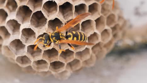 Wasp-Nest-With-dangerous-Wasps-Sitting-On-Honeycomb,macro-shot-footage