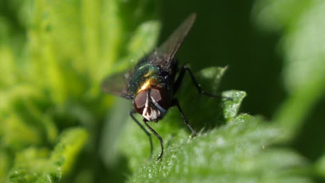 Makrogrüne-Fliege,-Die-Still-Auf-Einem-Blatt-Steht