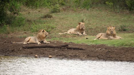 Three-wild-lions-sit-by-river,-one-male-yawns-and-gets-up-to-drink-water