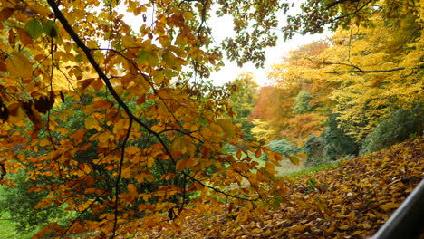 Herbstbäume-Im-Waldpark