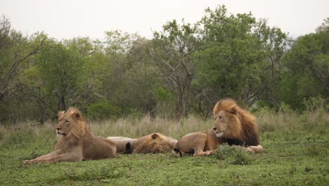 African-Lions-sit-as-bookends-to-sleeping-third-on-windy-African-day