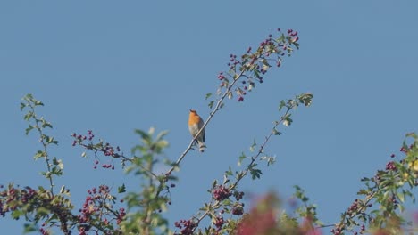 European-robin-bird-singing-on-branch-of-a-crabapple-tree-slow-motion