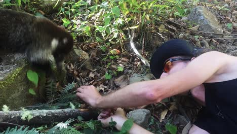 Männchen-Füttert-Weißnasenbären-Auf-Dem-Wanderweg-Des-Vulkans-Baru,-Provinz-Panama-Chiriqui