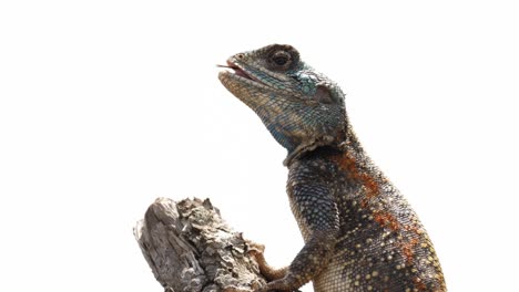 Agama-Tree-Lizard-eats-insect-on-branch-against-solid-white-background