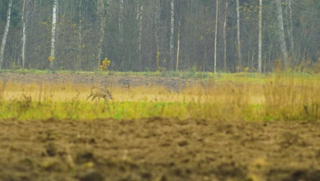 Young-European-roe-deer-walking-and-eating-on-a-field-in-overcast-autumn-day,-medium-shot-from-a-distance