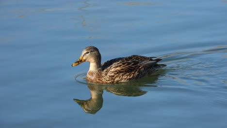 Female-mallard-swimming-in-pond.-Handheld,-close-up