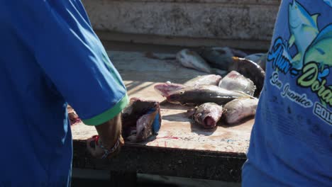 Establishing-shot,-fisherman-in-blue-shirt-gutting-fish-on-the-table-in-San-Juanico,-Baja-California-Sur,-Mexico,-on-a-sunny-day