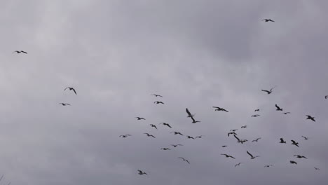 Flock-Of-Seabirds-Flying-Against-The-Stormy-Clouds-Over-The-Skagerak-Coast-In-Arendal,-Norway---medium-shot