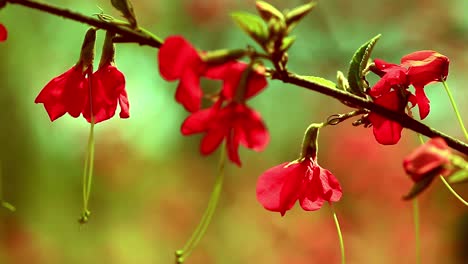Flores-De-Color-Rojo-Brillante-Que-Crecen-En-El-Exuberante-Ambiente-De-La-Sabana-O-Cerrado-Brasileño