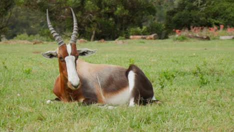 Bontebok-resting-on-the-grass,-camera-panning