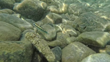 Unterwasseraufnahmen,-Kamera-Folgt-Und-Jagt-Einen-Kleinen-Fisch-Mit-60-Bildern-Pro-Sekunde