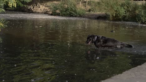 Black-Labrador-walking-and-splashing-in-a-lake-wide-shot