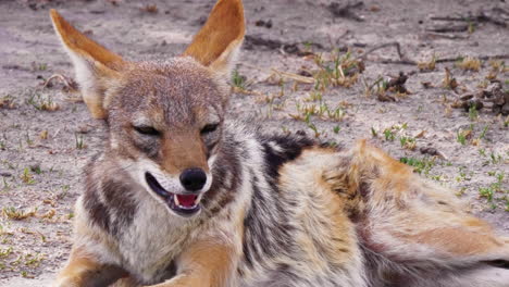 A-Beautiful-Black-Backed-Jackal-Laying-On-The-Ground-In-The-Kalahari-Desert-In-Africa