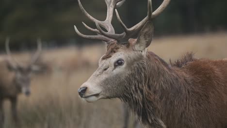 Red-deer-stag-walking-follow-close-up-slow-motion