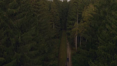 Riding-a-bike-in-a-green-forest,-filmed-by-a-drone-from-above-at-20m-height
