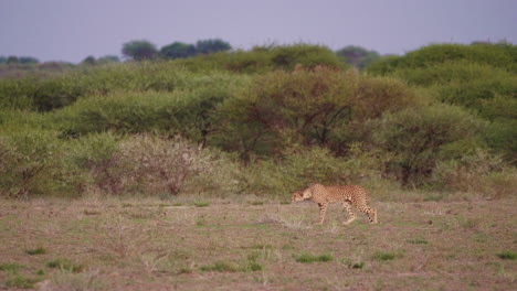 A-hungry-female-cheetah-walking-and-stalking-prey-at-dusk