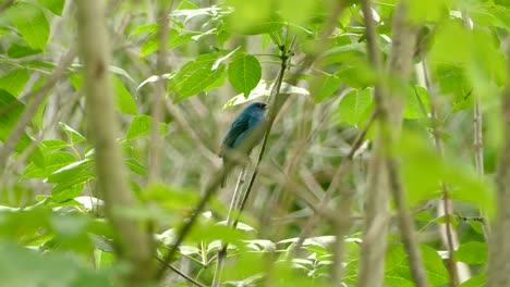 Blue-and-Aqua-bird-chirping-as-it-is-perched-on-a-branch-in-the-middle-of-the-thicket