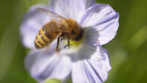 Aggressive-Biene-Mit-Gelben-Und-Schwarzen-Streifen-Während-Der-Bestäubung-In-Der-Blüte-An-Sonnigen-Tagen