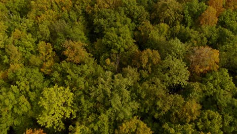 Autumn-forest-aerial---flight-forward-over-a-beautiful-forest,-idyllic-piece-of-nature-with-a-low-camera-view
