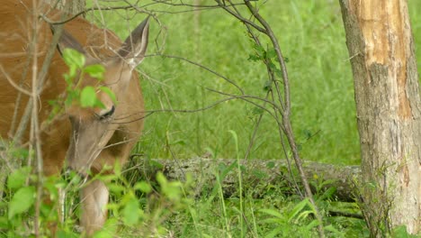 Beautiful-white-tailed-deer-eating-food-while-keeping-a-watchful-eye-out-for-danger