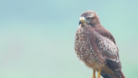Close-Up-of-a-White-Eyed-Buzzard-as-it-watches-the-near-by-grassland-for-any-small-birds-or-reptiles-that-may-be-unaware-of-its-presence-and-may-be-potential-food-for-this-raptor-in-India