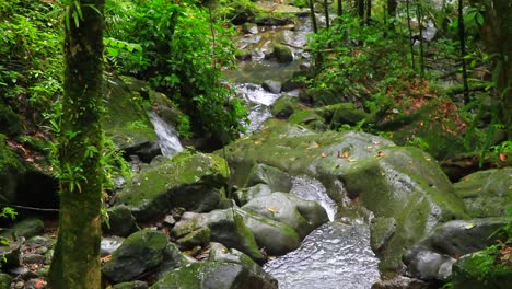 A-small-creek-in-the-rainforest-of-El-Yunque-in-Puerto-Rico