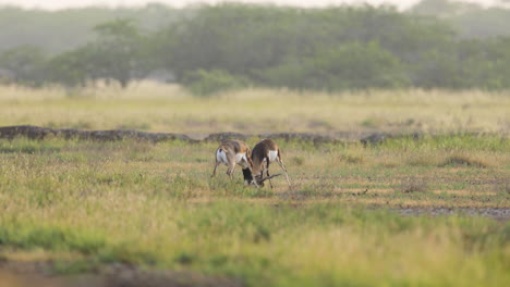 Zwei-Ausgewachsene-Männliche-Antilopen-Des-Schwarzbocks-Kämpfen-An-Einem-Frühen-Morgen-Um-Territorium-über-Dem-Indischen-Grasland