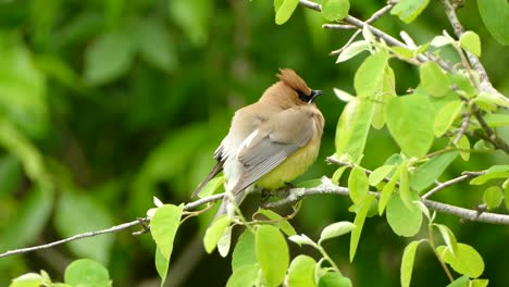 Beautiful-cedar-waxwing-bird-in-closeup-sitting-on-a-branch-and-breathing-while-looking-around-for-his-buddy's