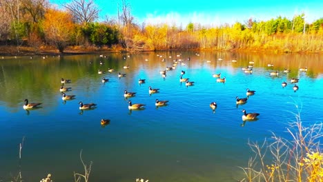 Landscape-with-Canadian-geese-swimming-calmly-in-lake