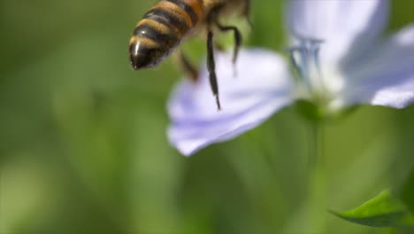Macro-shot-of-wild-bee-on-flower-collecting-nectar-and-flying-away