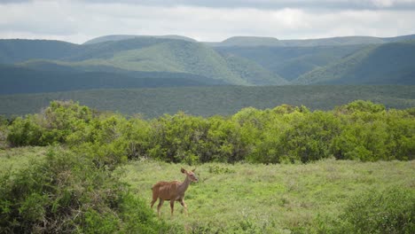Female-Kudu-walks-calmly-in-meadow-with-rolling-green-hills-beyond