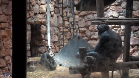 Chimpanzee-in-zoo-enclosure-looking-around,-slow-continuous-shot