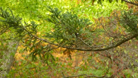 Wunderschöne-Farbige-Baumblätter-Im-Herbst-In-Kanada,-Kleiner-Vogel-Fliegt