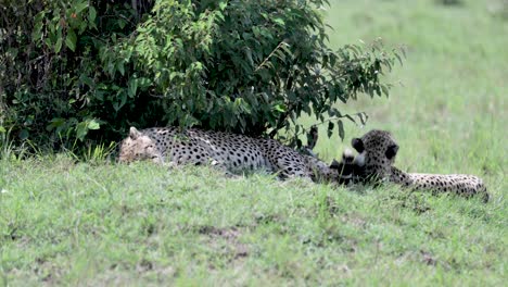 Three-cheetahs-pack-shielding-from-the-sun-under-tree-shrub-in-eastern-Kenya-Africa,-Handheld-stable-telephoto-shot