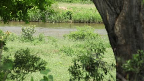 Cuatro-Hipopótamos-Van-Cada-Uno-Por-Caminos-Separados-Junto-Al-Exuberante-Río-Verde.