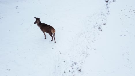 elk-closeup-winter-walking-away-towards-forest