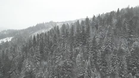 Nieve-Fresca-Que-Cubre-Abetos-En-Un-Vasto-Bosque