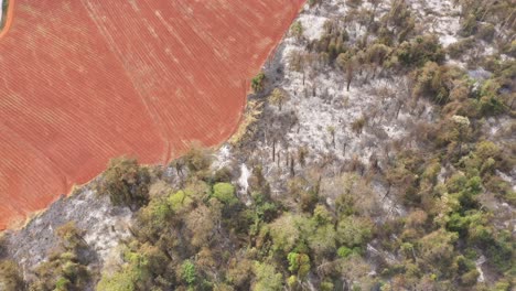 Drohnenaufnahme-Verbrannter-Vegetation-In-Campinas,-Brasilien