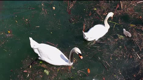 Swan-family-and-young-cygnet-floating-and-eating-on-dirty-waters