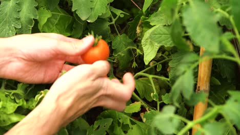 Manos-Recogiendo-Tomates-Rojos-Maduros-De-La-Vid
