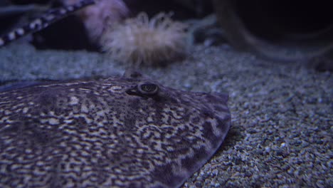 Closeup-of-thorny-skate-stingray-hiding-at-seabed-with-corals-in-background