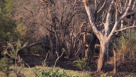 Dos-Rinocerontes-Blancos-Africanos-Caminan-Casi-Sin-Ser-Vistos-A-Través-De-Un-Bosque-De-Humedales.
